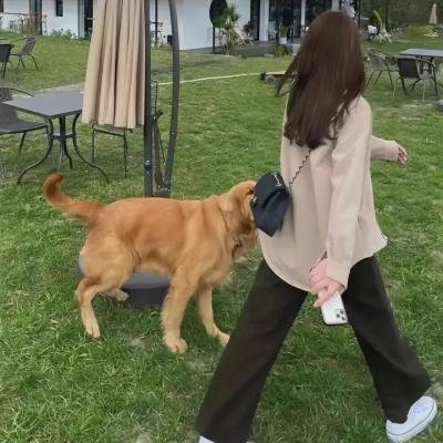 僵尸海狸